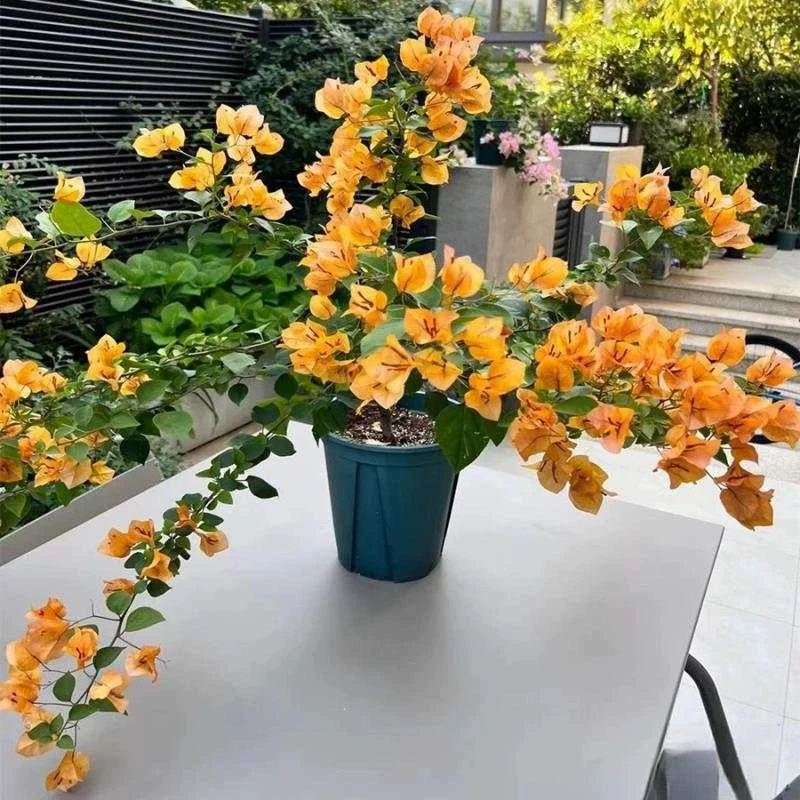 【云社】加州黄金花色渐变三角梅绿樱原盆土发运输掉花叶介意勿拍