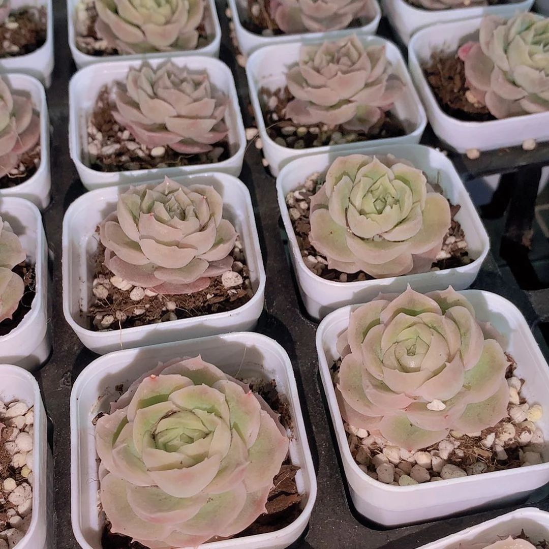 水晶虾饺3467899990000