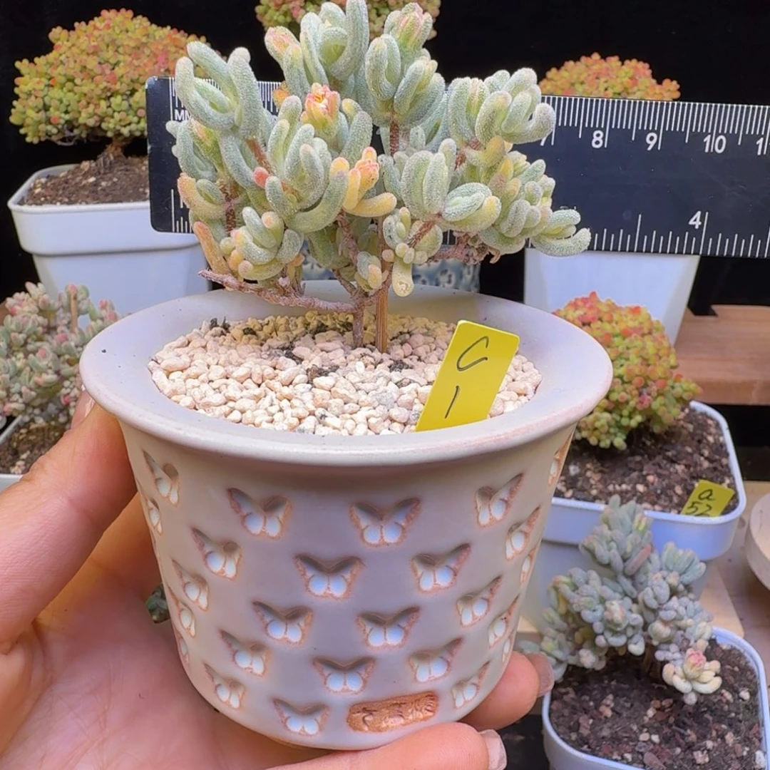 c1号橙叶锦带盆发货