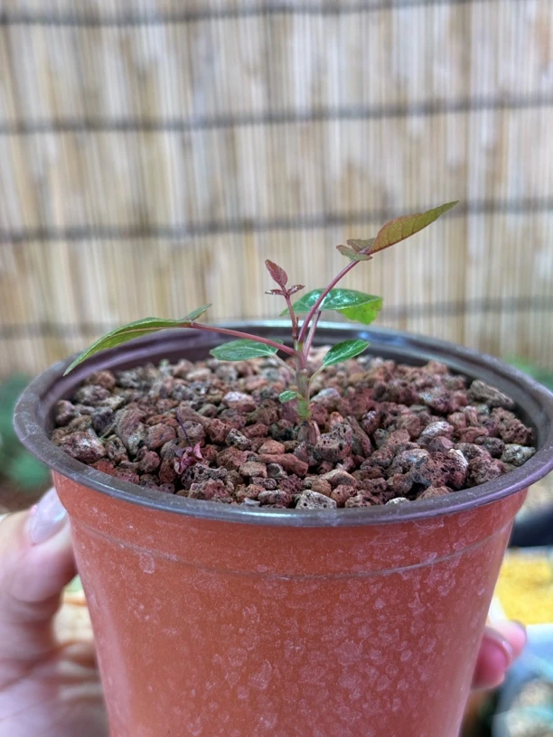 卵也乳香根插 多肉植物