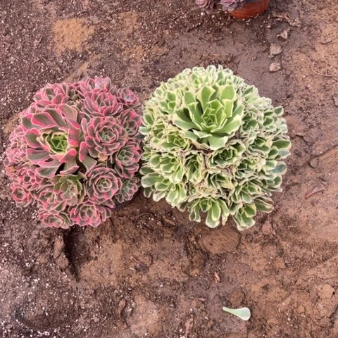 938多肉植物组合，