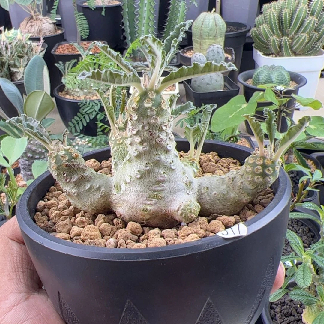 椰子琉桑群生一物一拍默认脱土发