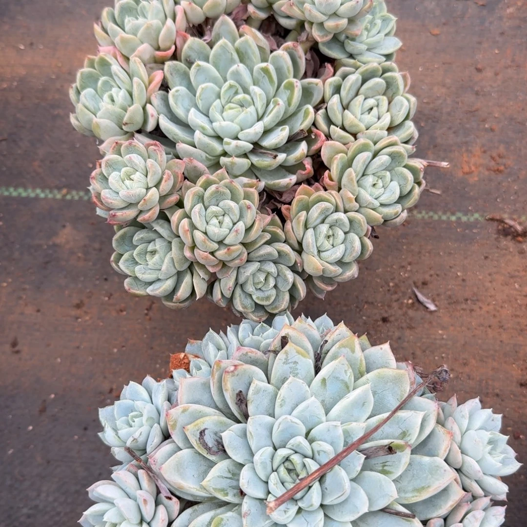 21-119月影独立玩杂交捧花群两颗量拍