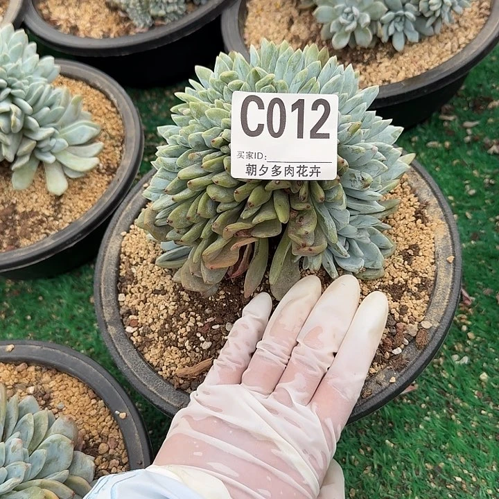 虫*星影缀化呀呀呀呀了