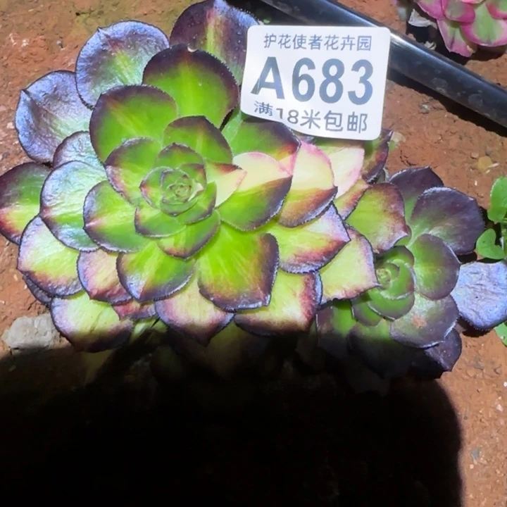 多肉法师海王七彩