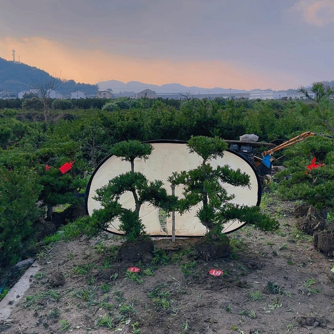 清*罗汉松盆景艺术