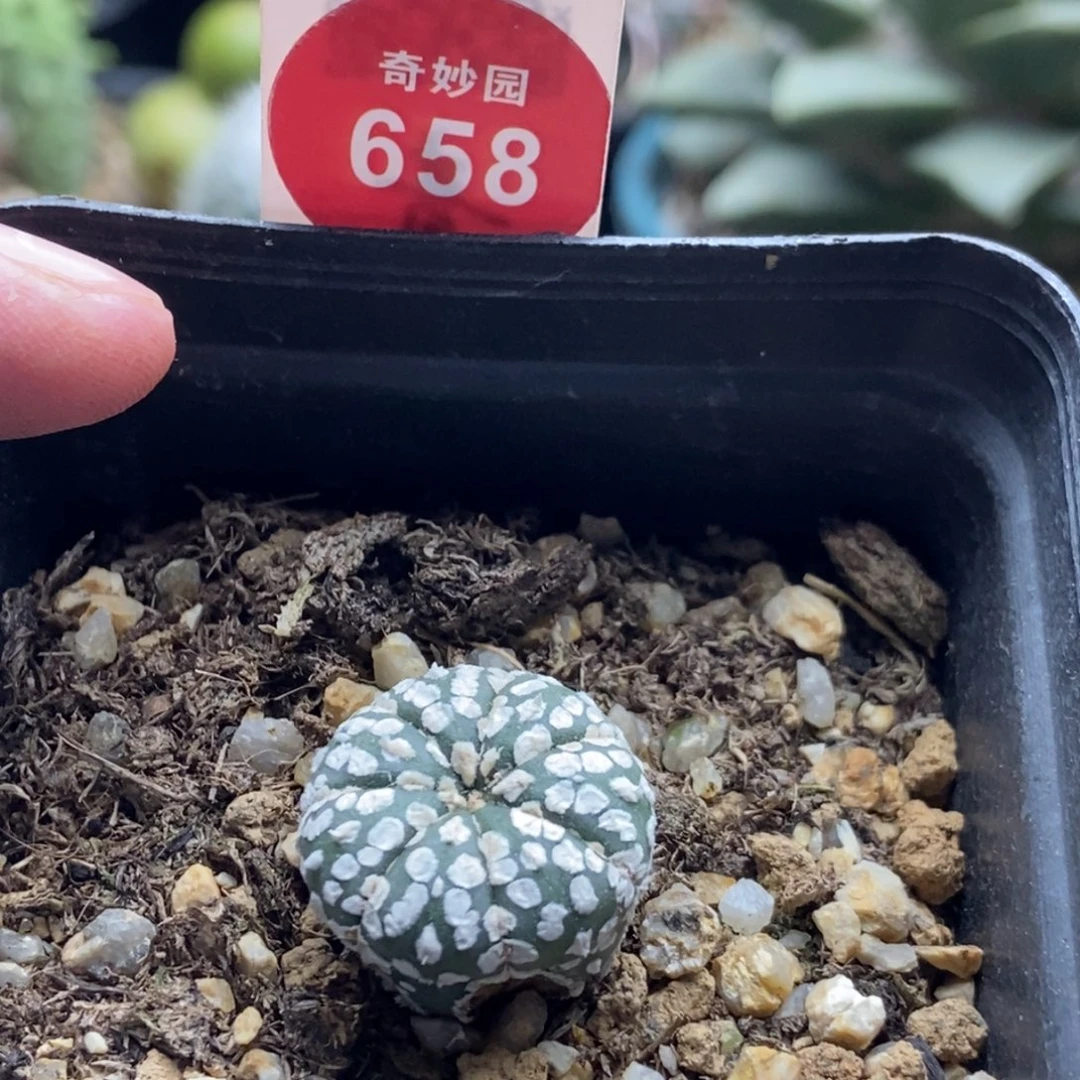 实生超兜根部有斑