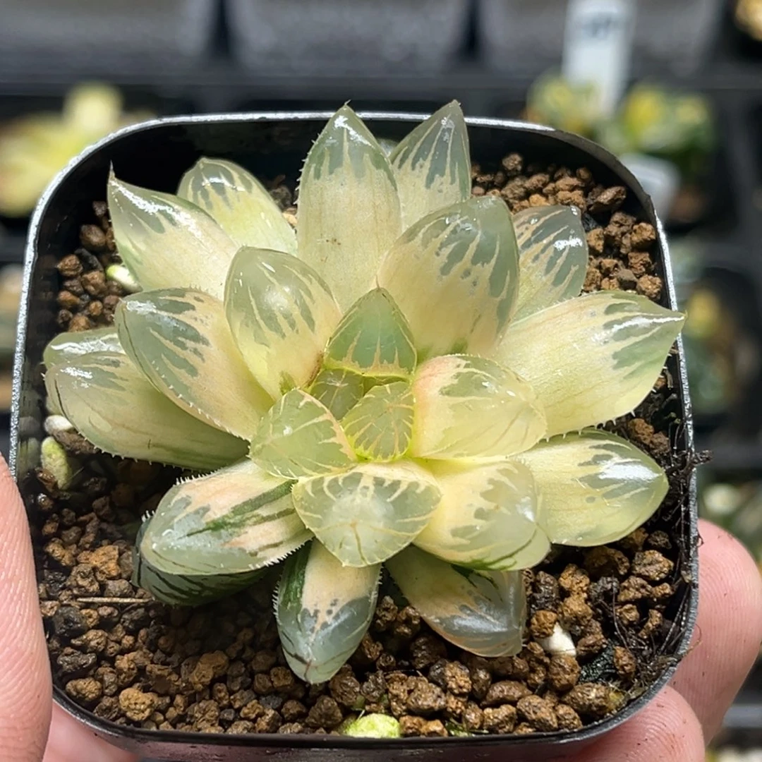 143糊斑龙爪玉露锦