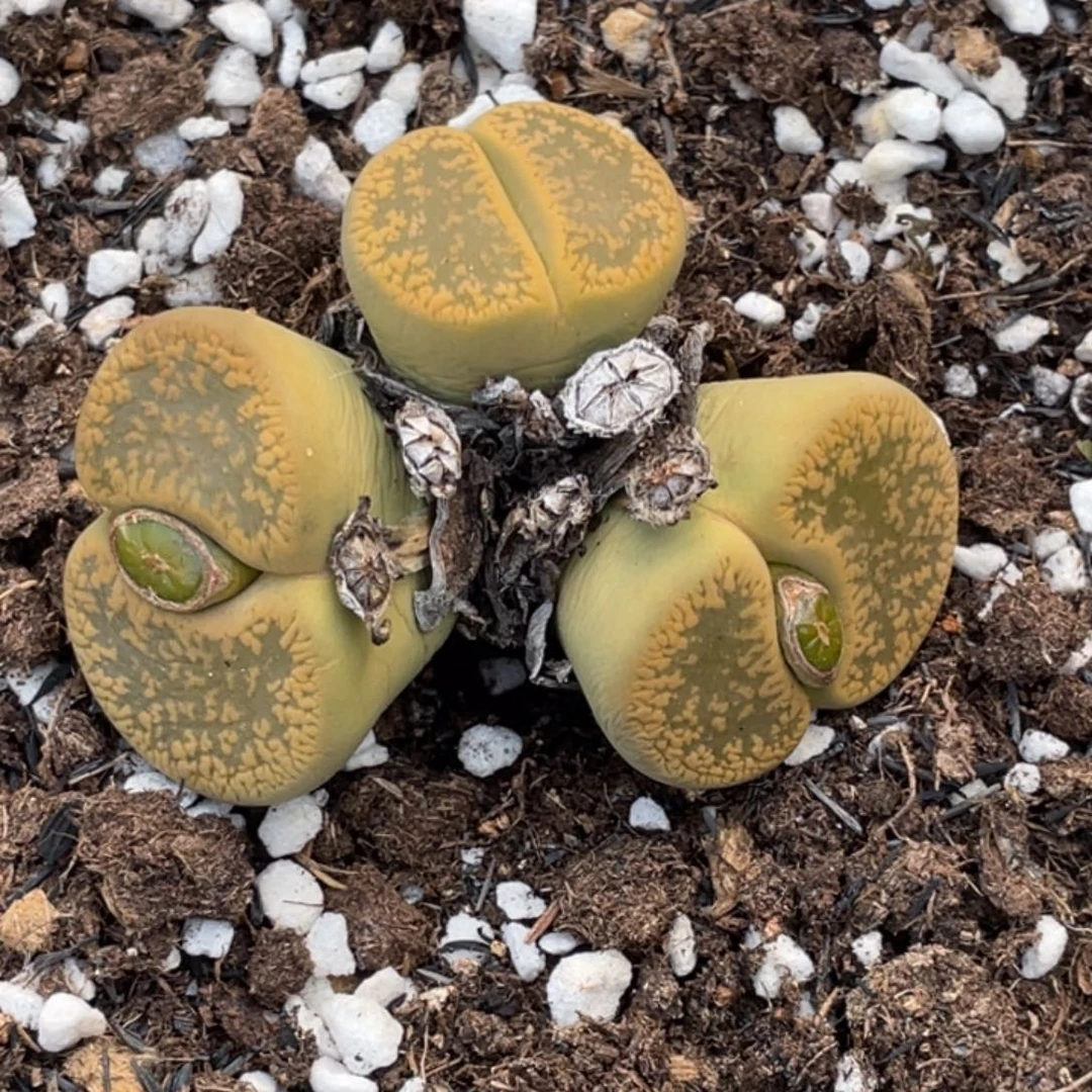 非偏远满20包邮333