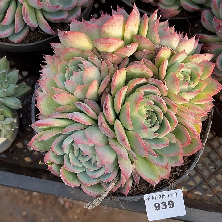 阿雅园艺。     939侧影