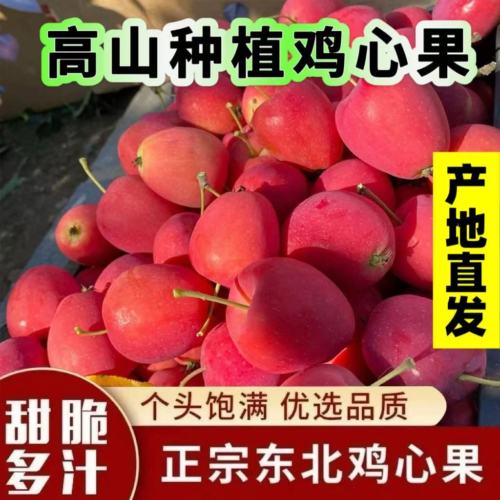 ys东北鸡心果锦绣海棠酸甜多汁脆甜可口新鲜采摘小苹果a