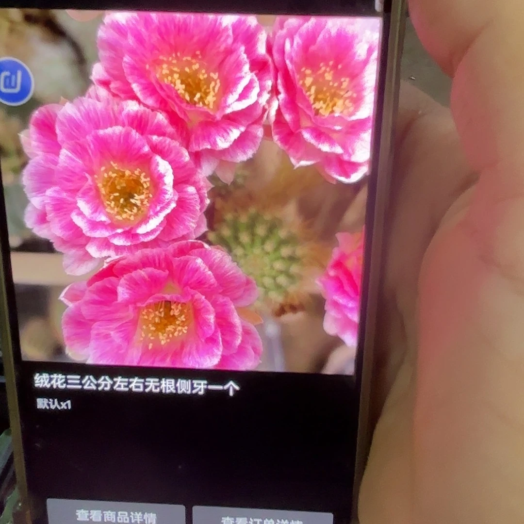 绒花无根侧牙三公分一个
