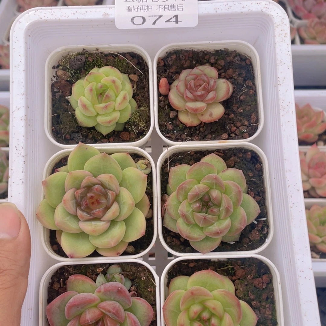 云糖心多肉植物74