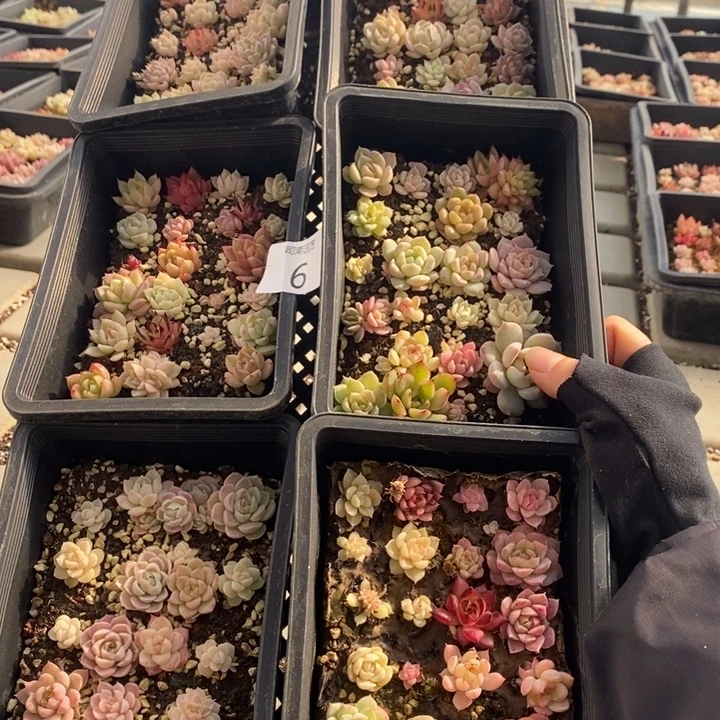 6 多肉植物盆栽花卉