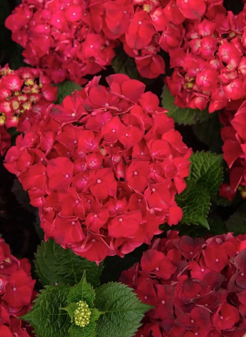 【玫红妈妈绣球老桩】不带花发货云南基地直发庭院阳台新手好养绿植