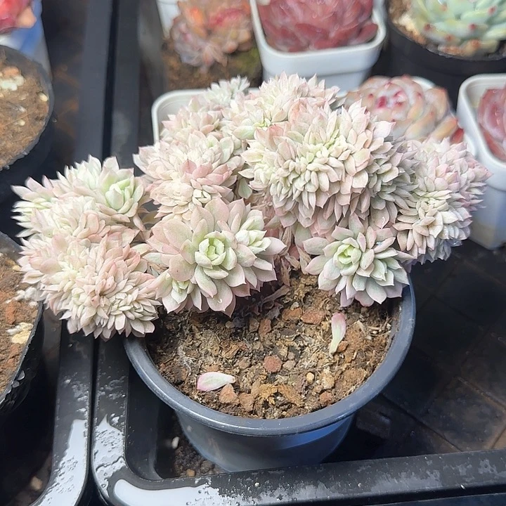 火焰杯缀化锦多肉19.8