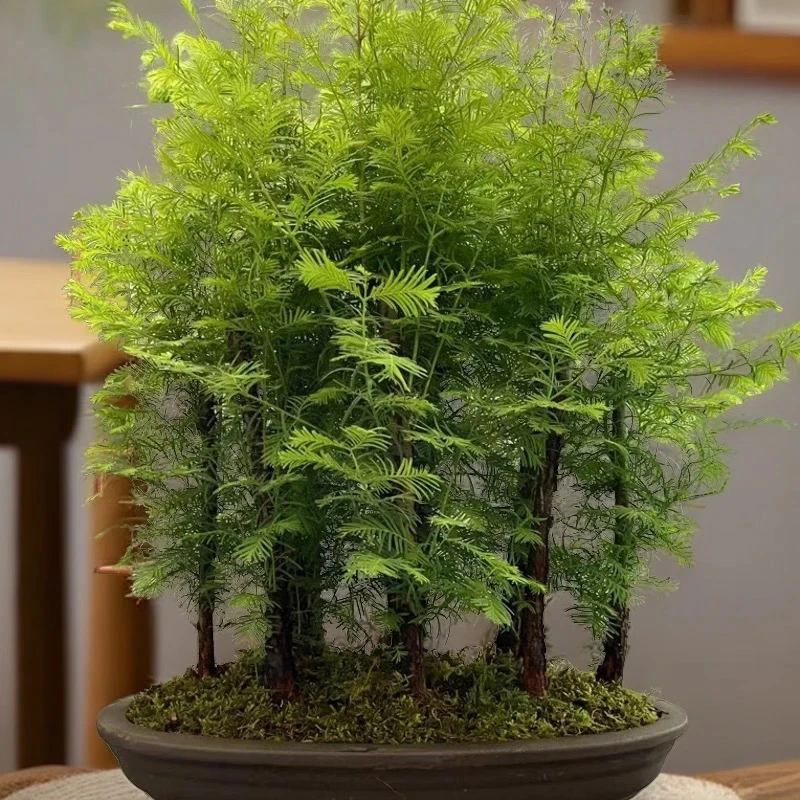 水杉树苗盆景盆栽 室内小绿植微型办公室植物水杉小苗树苗造型苗