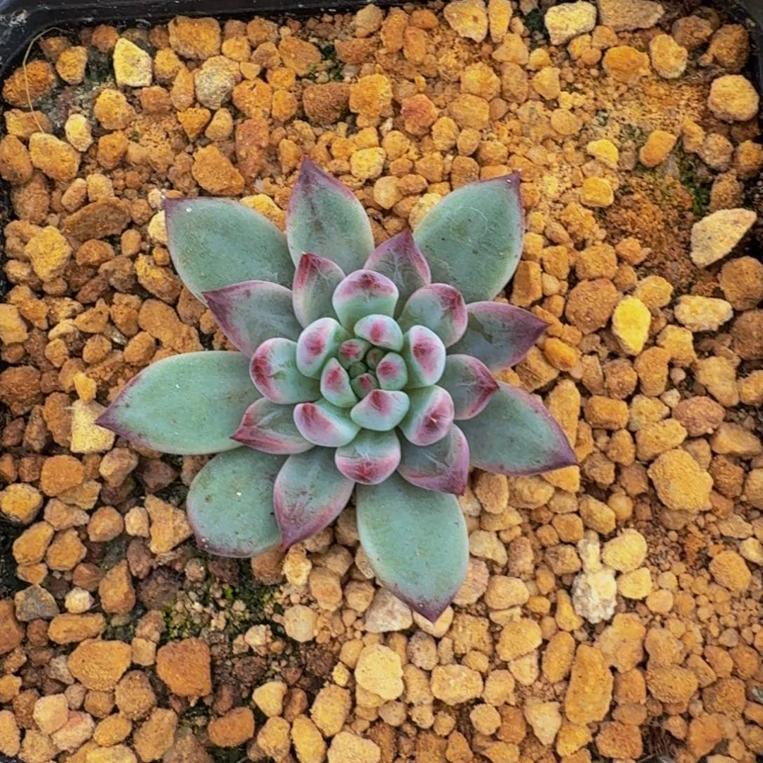 紫镜 单头 一物一拍