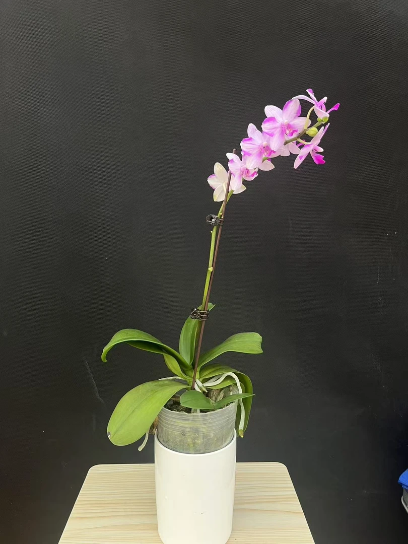 森境【紫水晶】蝴蝶兰