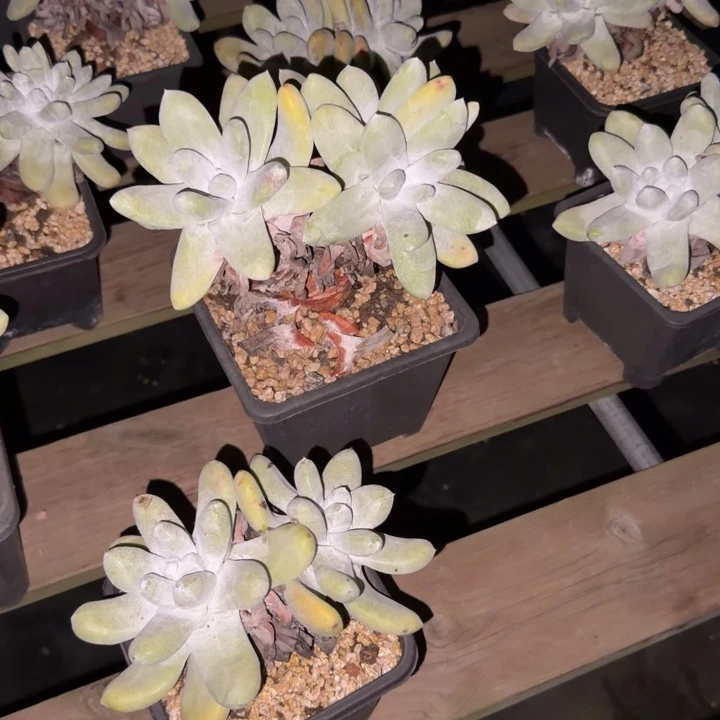 成***长拇指仙女杯多肉植物