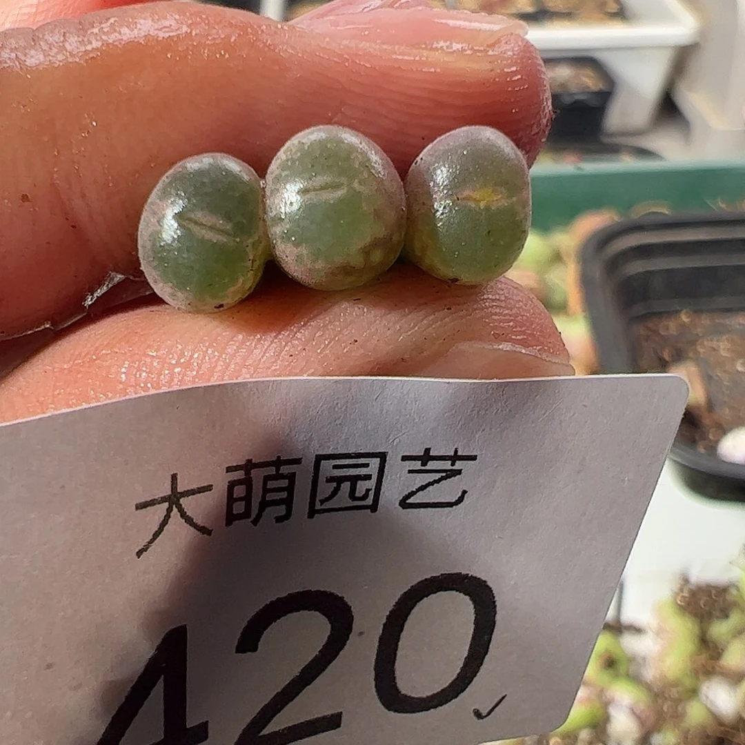 一物一拍。           正版安格420