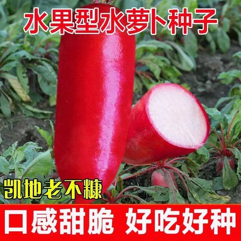 U293老不糠水果萝卜种子耐高温可四季播种适合阳台盆栽