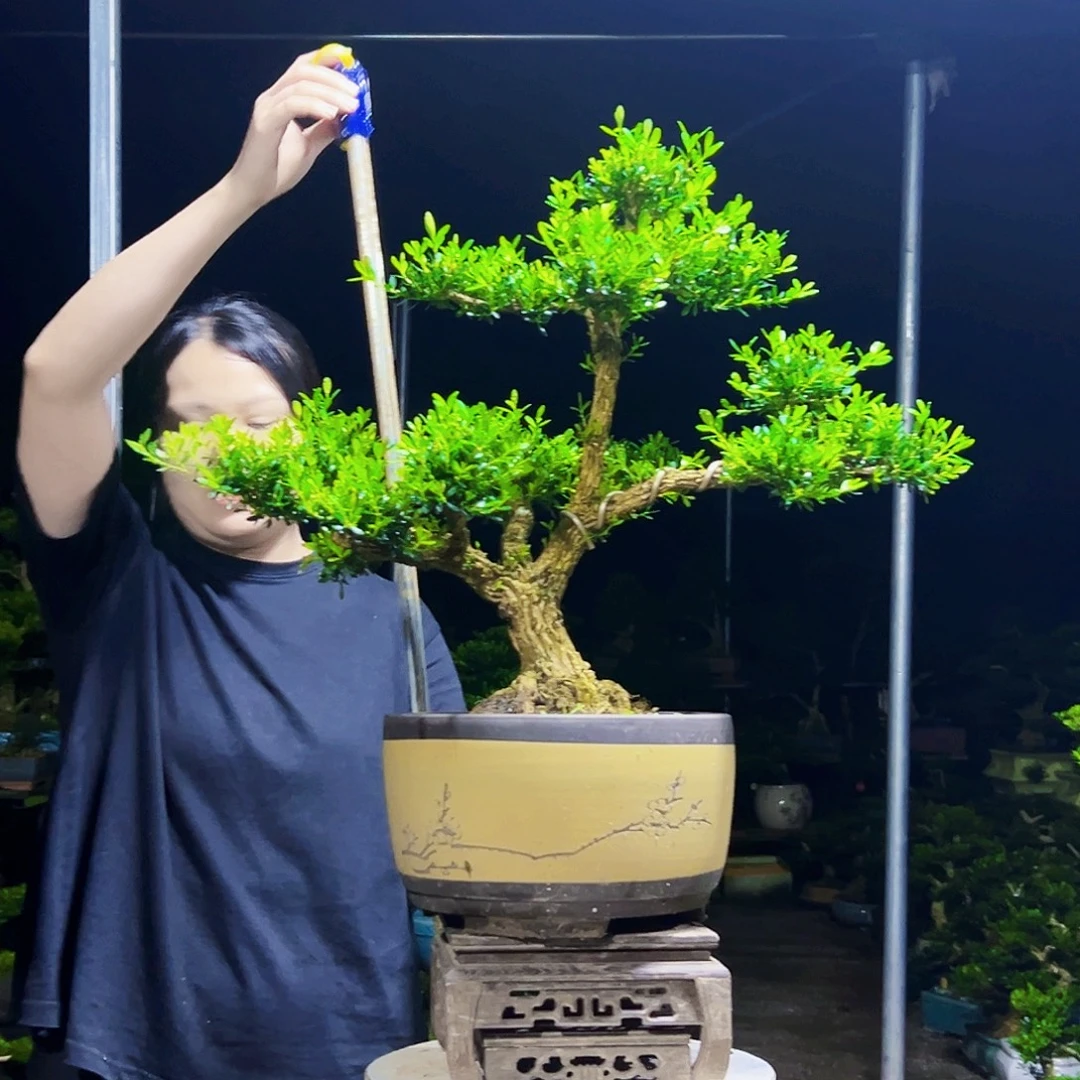 无花朵黄杨木