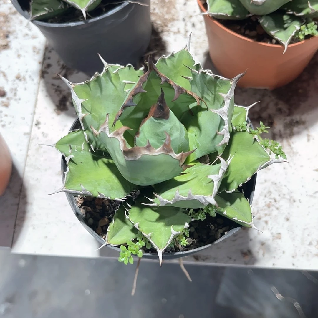 窝*靶姬仁王冠20米出