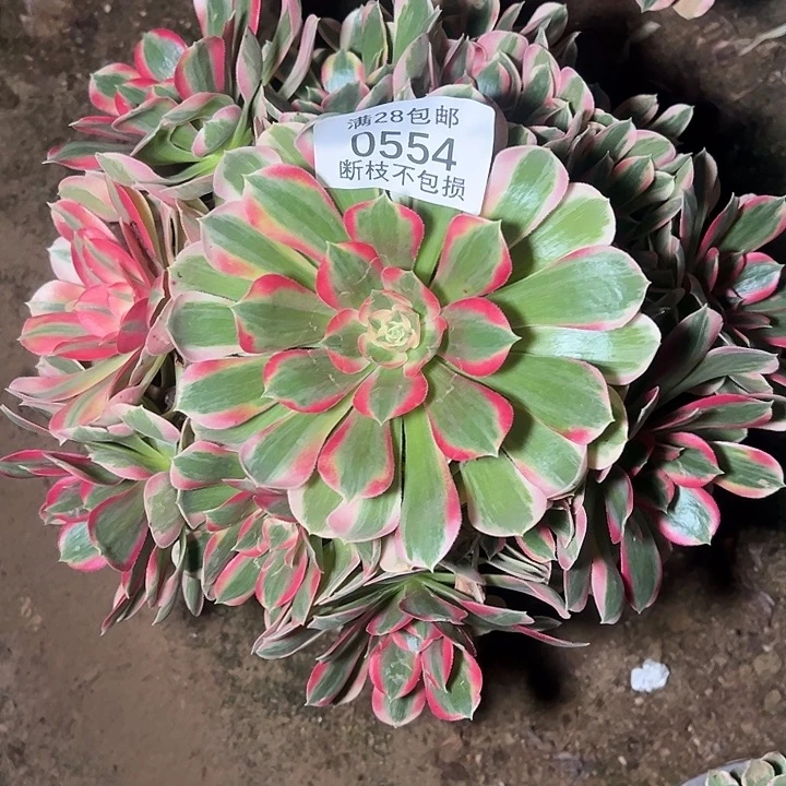 祝***运0554粉女郎多肉植物