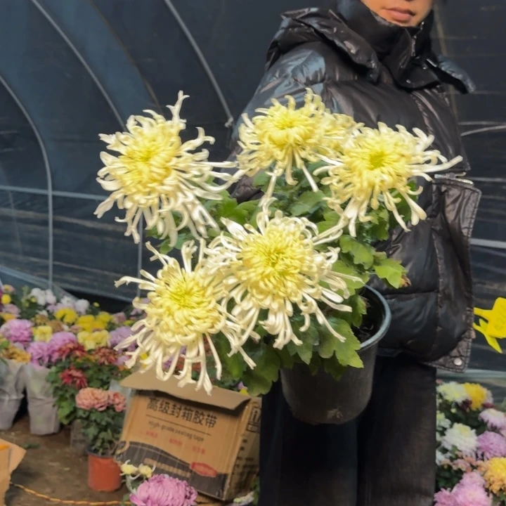 完全开放2044白黄色 轻微磨损不售后