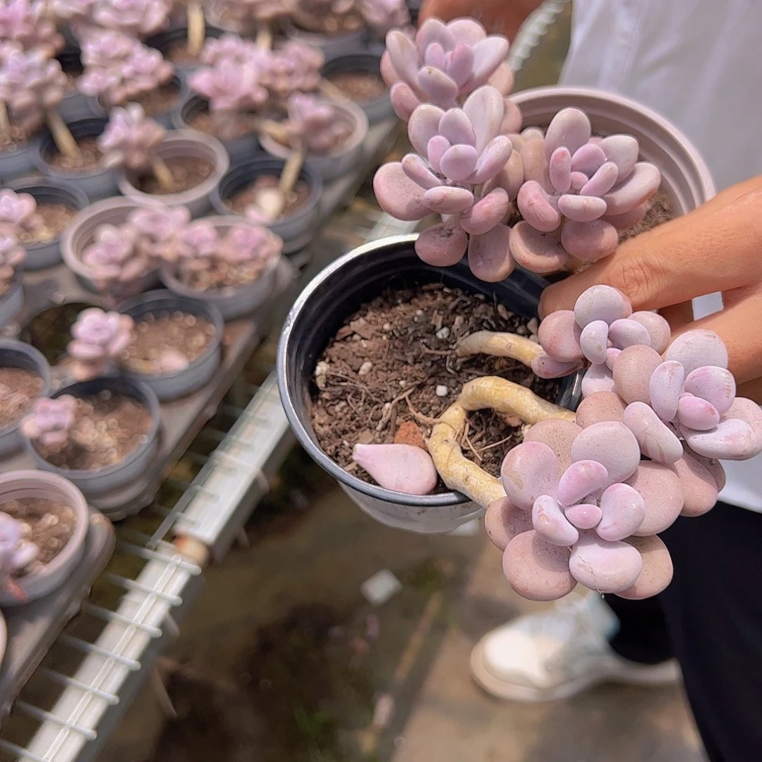 3盆窑子蛋 多肉植物