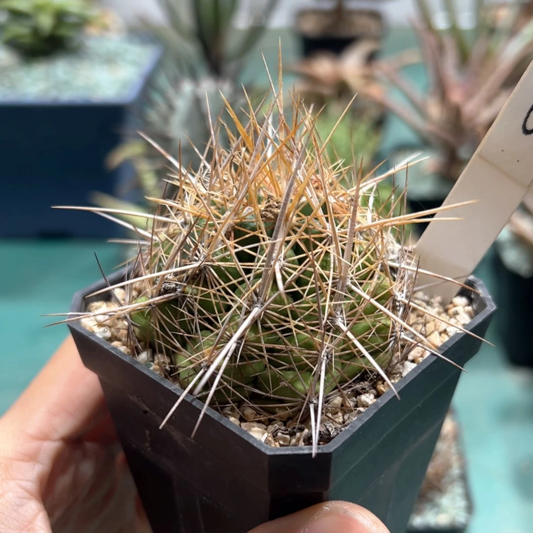 实生大统领 脱土发货多肉植物