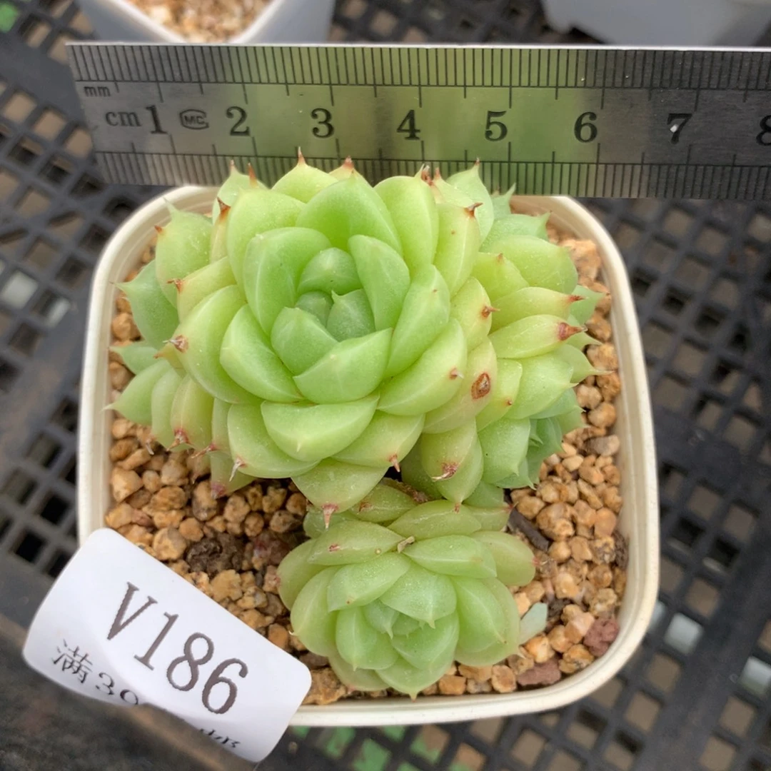 186。祖母绿麦秆群生。