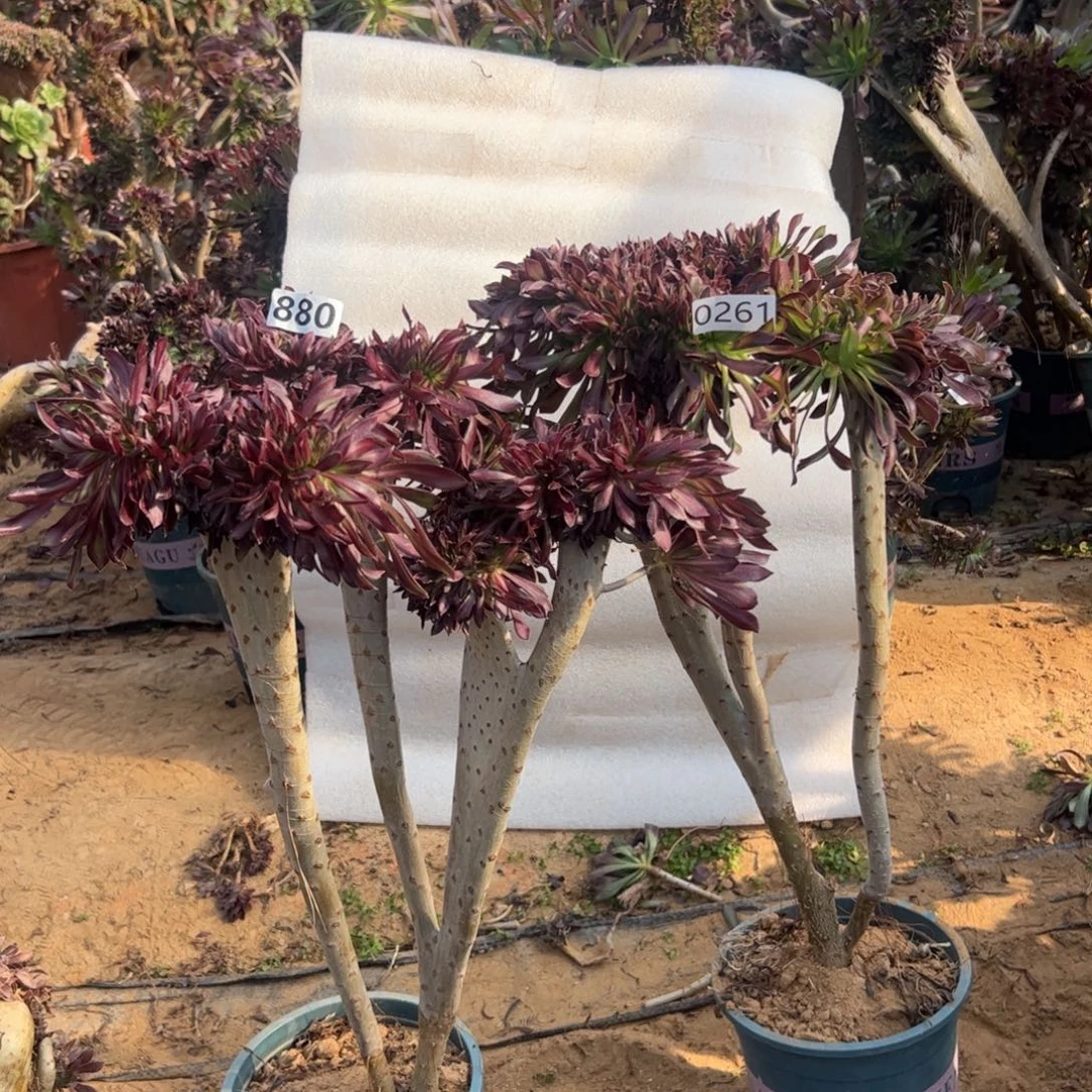 有伤黑缀两颗880.261