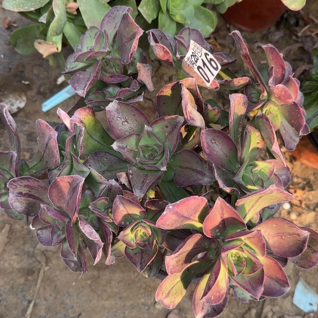 红富士多肉016满28包邮断枝不包