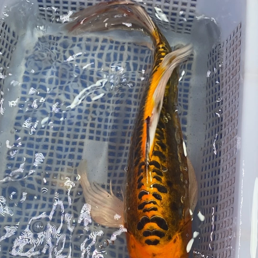 锦鲤冷水锦鲤包邮