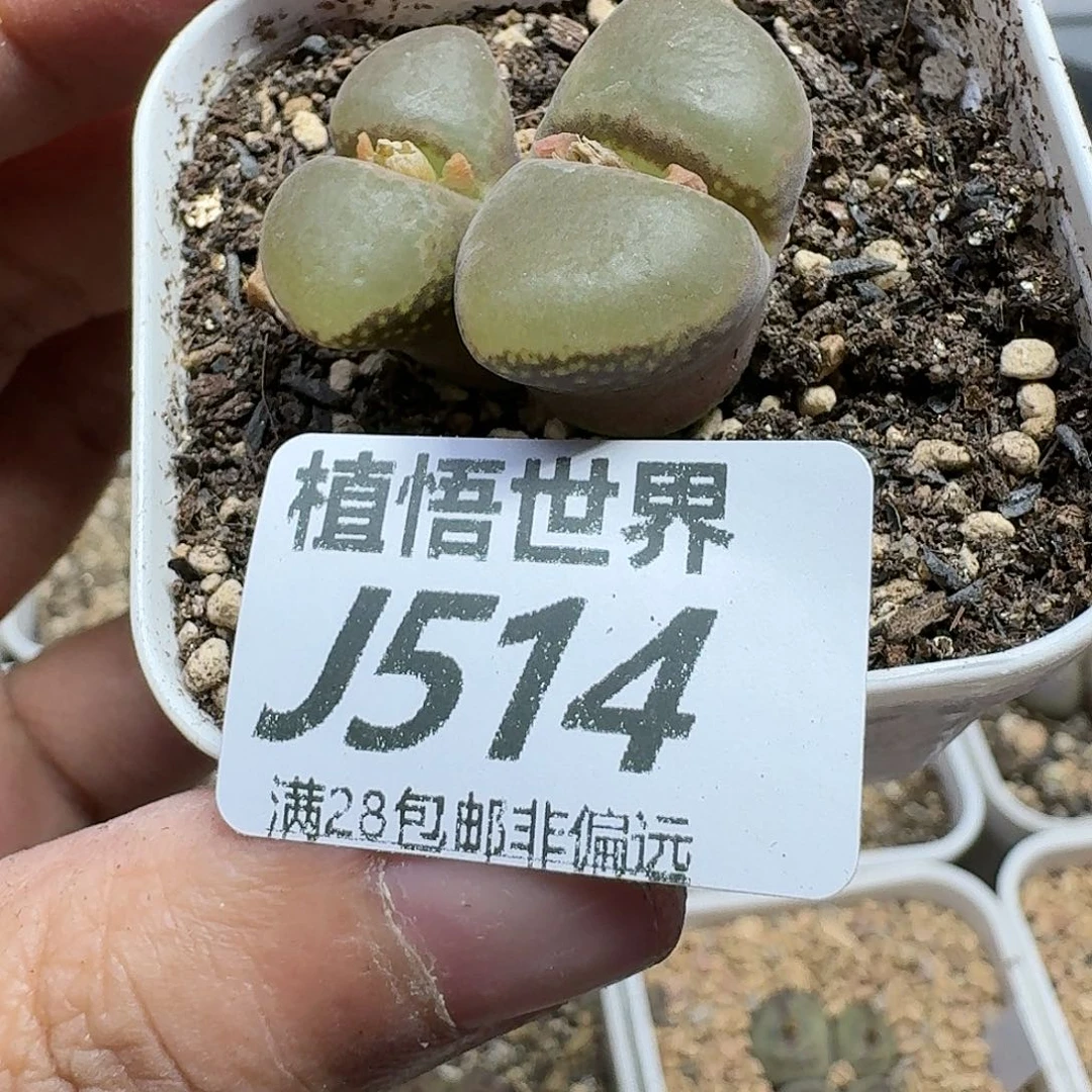 多肉植物的润泽ghn