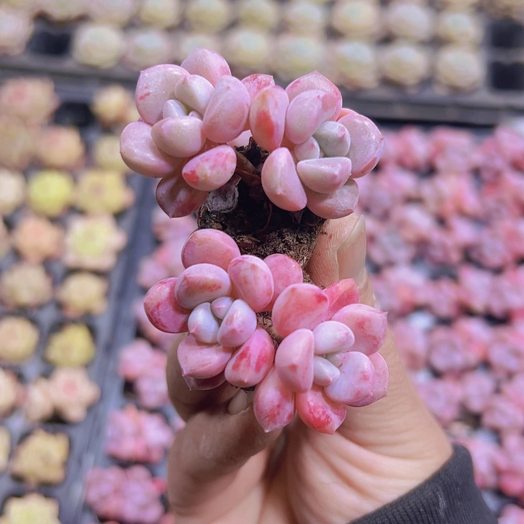 双头小老桩花瓣露苗3个