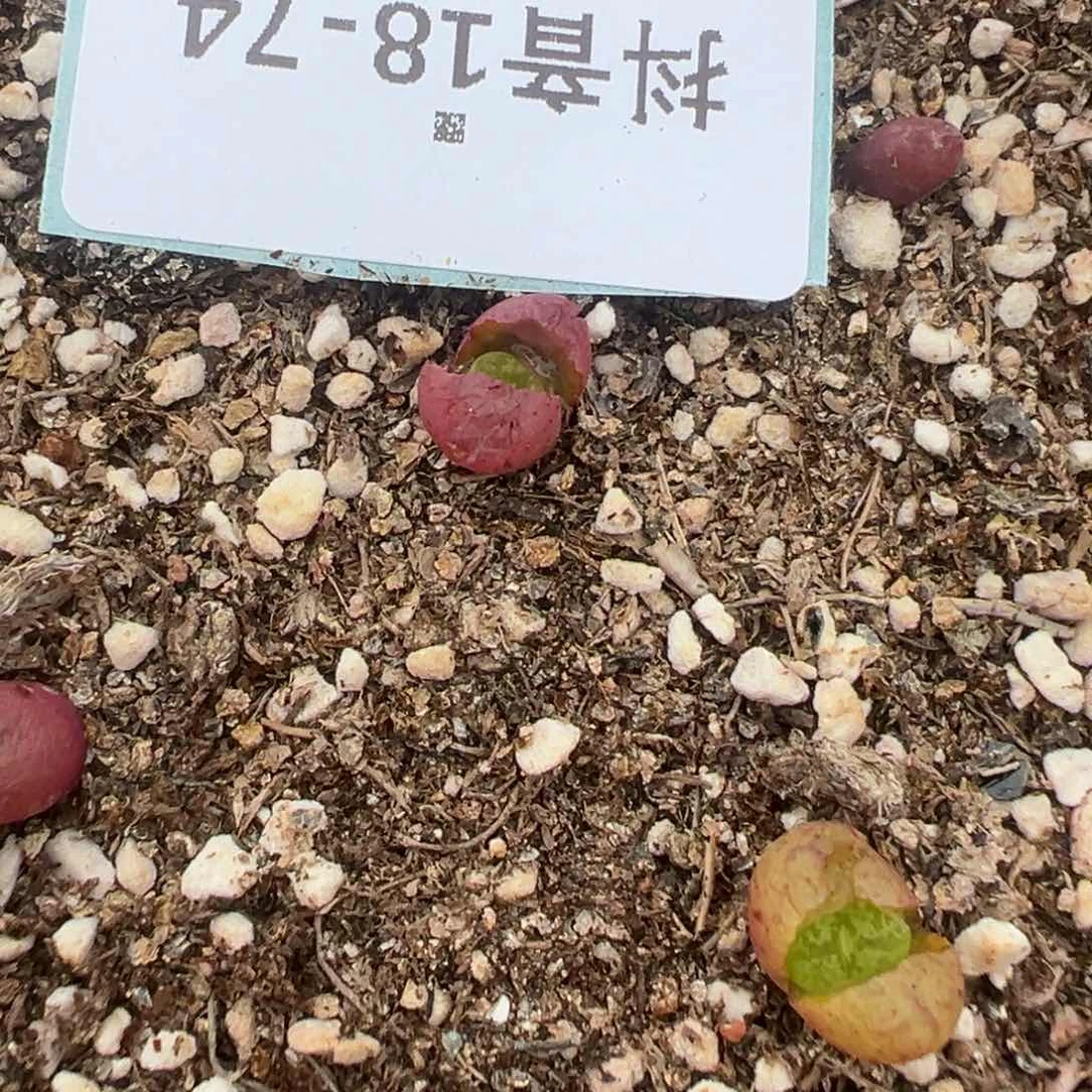 18-74量拍毛汉尼杂交一颗