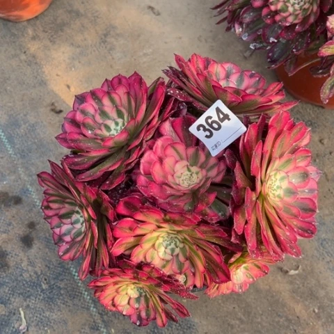 364铜壶锦朵朵多肉