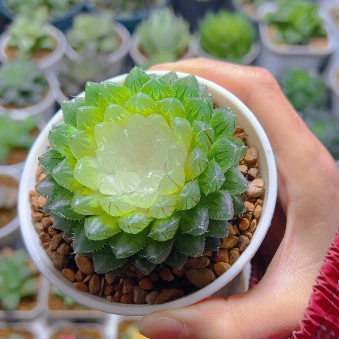 宝莲灯玉露多肉多肉