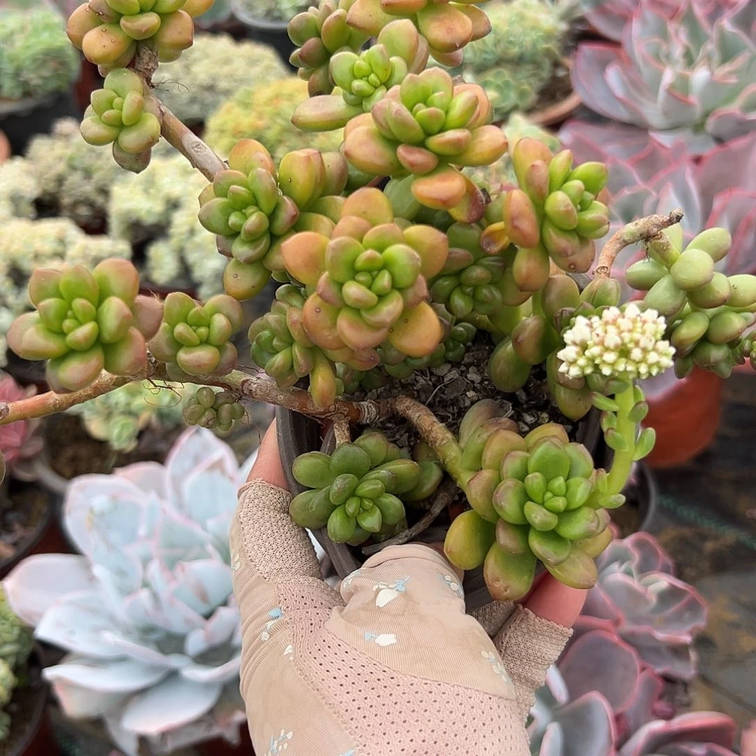 ?**?多肉植物多肉植物