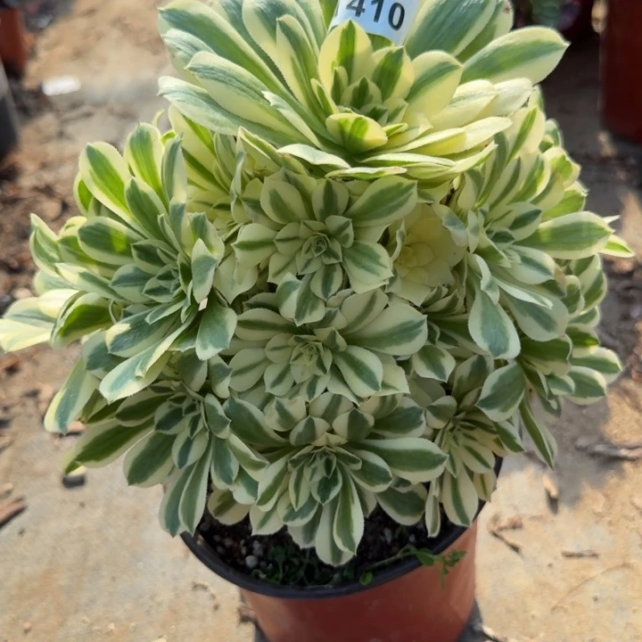 满20包邮，410迈巴赫