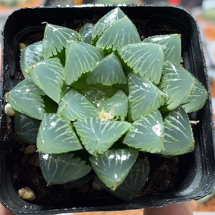 十二卷多肉糯玉露