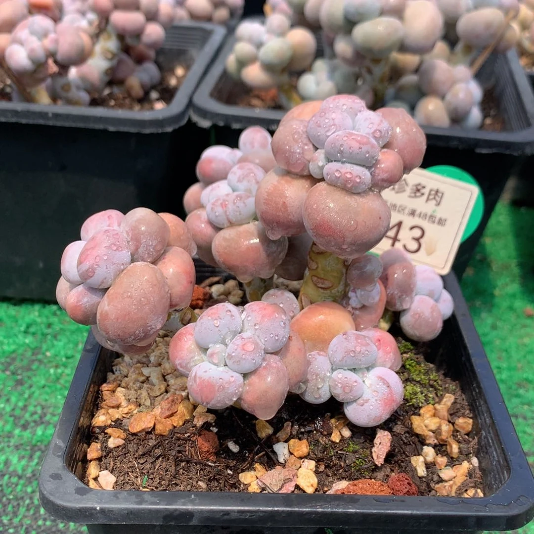 烟美人老桩无砍143