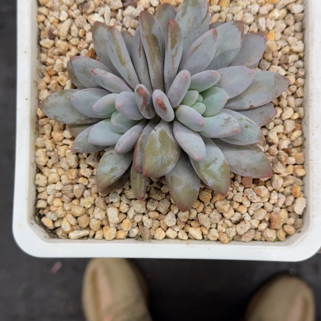 橙龙 双头 一物一拍