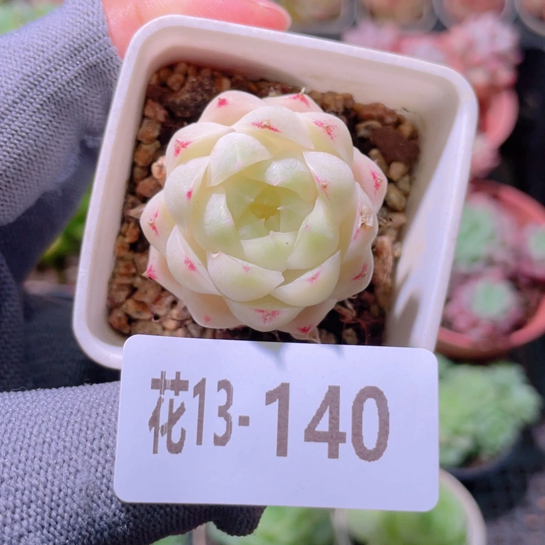 花利美13-140麦秆