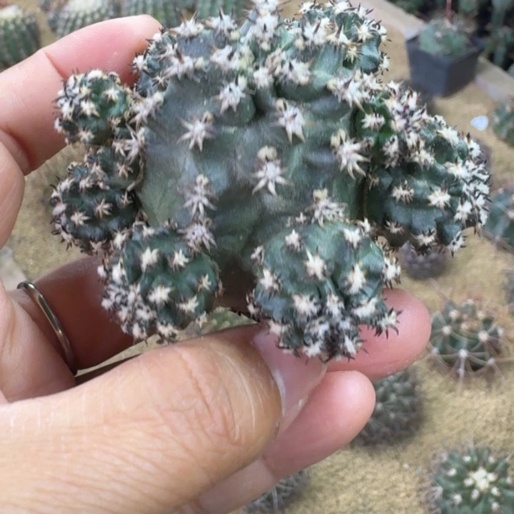 仙人球，短豪刺青花虾，有根包