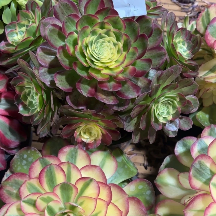 云南海王好看12号