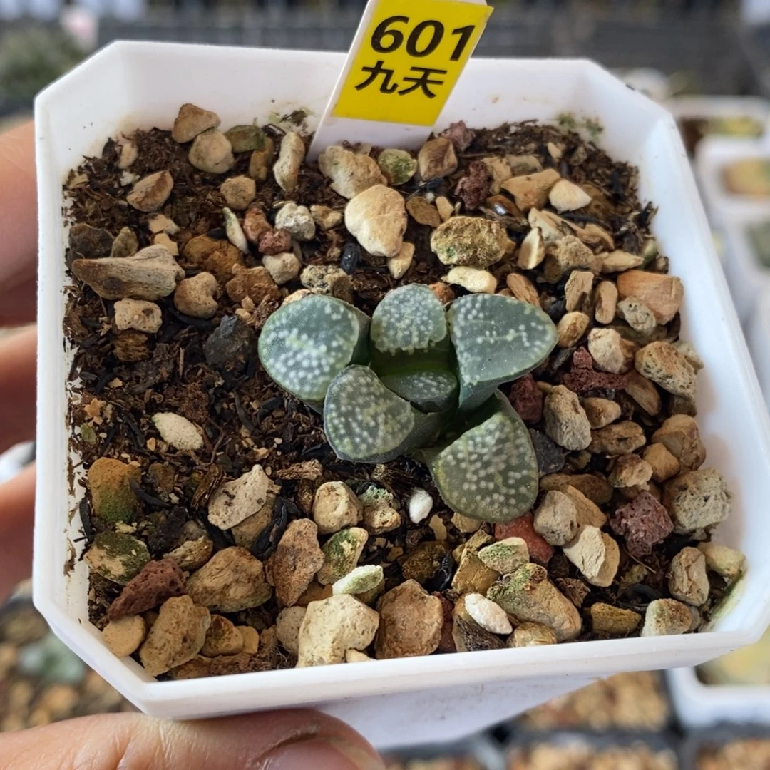 601号点点寿一物一拍